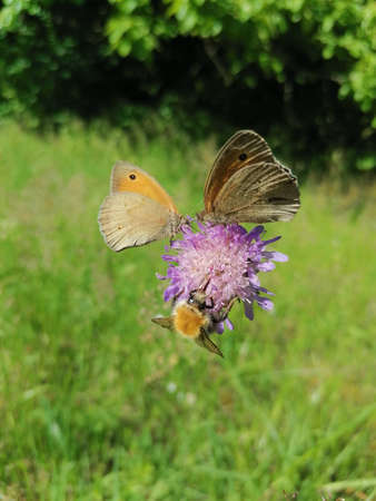Maniola jurtina butterflies and bumblebee on a flowerの写真素材