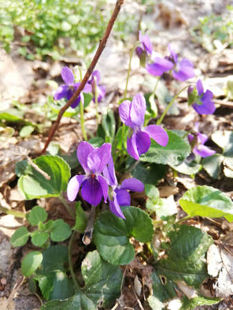 Beautiful flower viola reichenbachiana in a forestの写真素材
