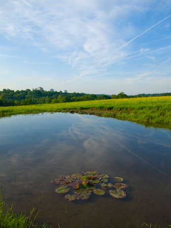 Small Pond in an English Field with Waterlillies