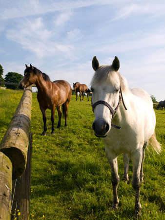 Horse in Beautiful Green Field in British Summer Morning