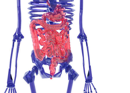 Blue glass Human Skeleton over White Bad Stomachの写真素材