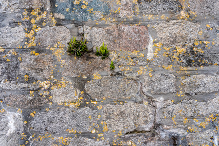 old stone wall with old yellow mold and a green fern growing out of it texturesの写真素材