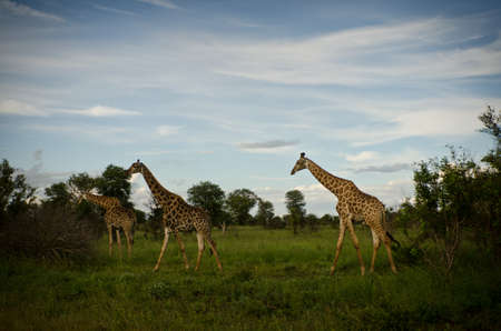 3 Giraffes at Twilightの写真素材