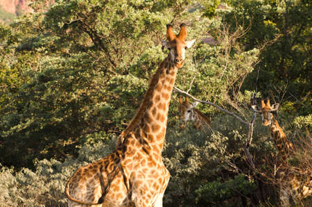 3 Giraffesの写真素材