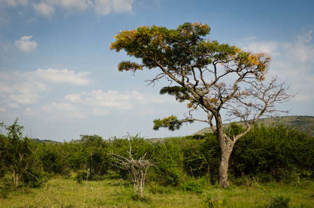 African Treeの写真素材