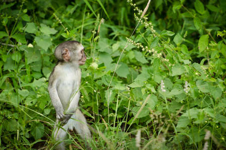Baby Vervet Monkey Looking to Sideの写真素材