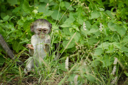 Baby Vervet Monkey on Groundの写真素材