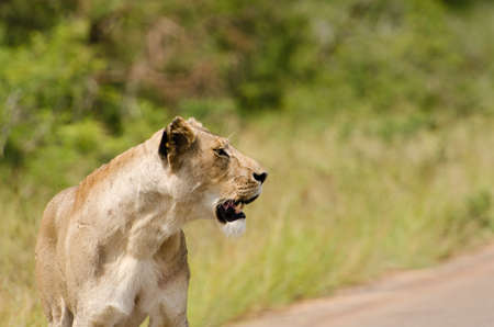Female Lionの写真素材