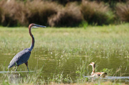 Goliath Heron in Waterの写真素材