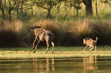 Wildebeest Running Awayの写真素材