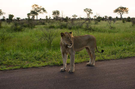 Young Male Lion Standing on Roadの写真素材