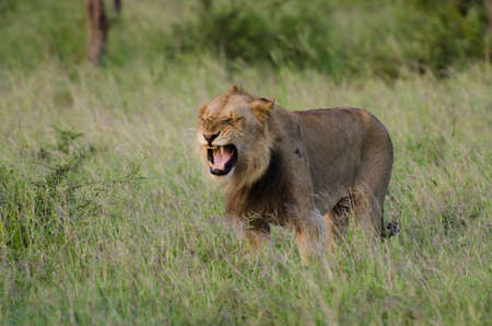 Young Male Lionの写真素材
