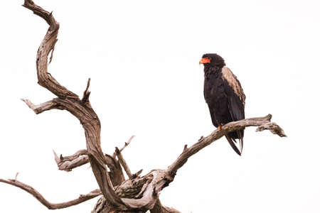 Bateleur (Terathopius ecaudatus) perched in dead tree, Okavango Delta, Botswanaの写真素材