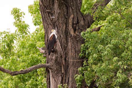 African Fish Eagle (Haliaeetus vocifer) perched in tree, Okavango Delta, Botswanaの写真素材