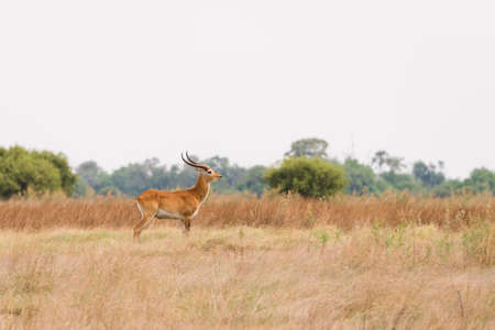 Red Lechwe (Kobus leche) male standing in grassland flood plains, Okavango Delta, Botswanaの写真素材