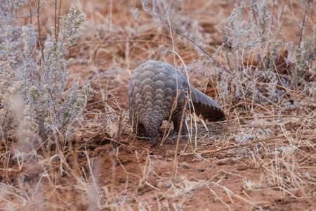 Ground Pangolin (Manis temminckii) facing camera, Namibia, Octoberの写真素材