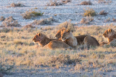 Group of Lions (Panthera leo) resting in early morning light, Etosha National Park, Namibiaの写真素材