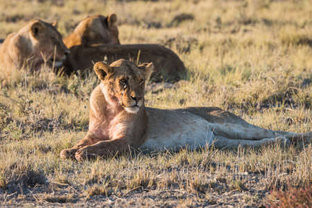 Group of Lions (Panthera leo) resting in early morning light, Etosha National Park, Namibiaの写真素材