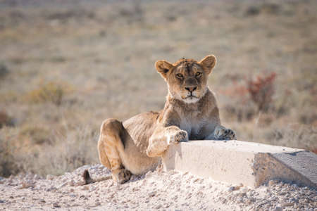 Single Female Lion (Panthera leo) laying next to road, Etosha National Park, Namibiaの写真素材