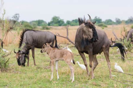 Adult and calf Blue Wildebeest (Connochaetes taurinus) with cattle egrets standing in grass, Okavango Delta, Botswanaの写真素材