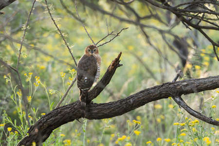 Juvenile Gabar Goshawk (Micronisus gabar) perched in thick woods, Namibiaの写真素材