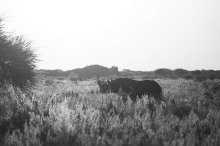 Single Black Rhino (Diceros bicornis) in grasslands, Namibiaの写真素材