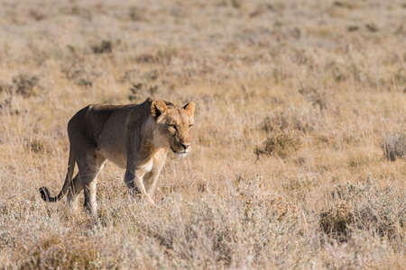 Single Female Lion (Panthera leo) standing in early morning light, Etosha National Park, Namibiaの写真素材