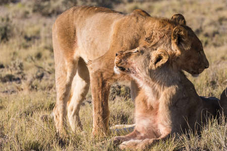 Group of Lions (Panthera leo) resting in early morning light, Etosha National Park, Namibiaの写真素材
