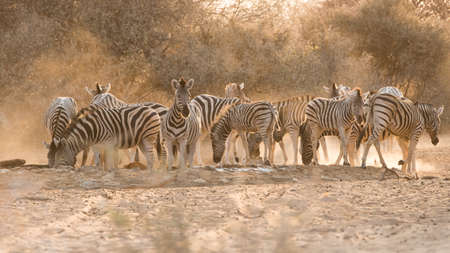 Group of adult and young Plains Zebra (Equus quagga) at water hole, Namibiaの写真素材