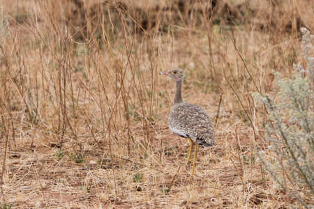Female Northern Black Korhaan (Afrotis afraoides) in sandveld, Namibiaの写真素材