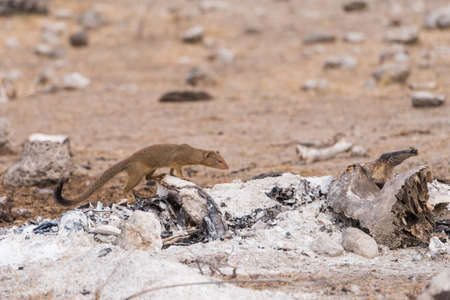 Slender Mongoose (Galerella sanguinea) stands over burnt wood and bones, Botswanaの写真素材
