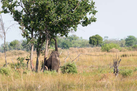 African Elephant (Loxodonta africana) reaching high into tree with truck for food, Okavango Delta, Botswanaの写真素材