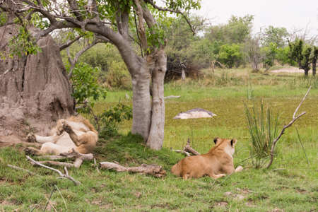 Two Lions (Panthera Leo) rest and wait to eat recently dead Hippo (Hippopotamus amphibius) in water, Okavango Delta, Botswanaの写真素材
