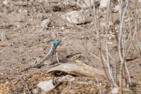 Southern Rock Agama (Agama atra) standing on sand, Etosha National Park, Namibiaの写真素材