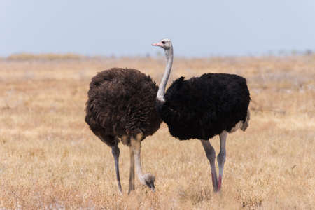 Two Ostrich (Struthio camelus) in grassland, male with red shins to attract female mate, Etosha...