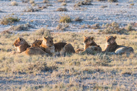 Group of Lions Panthera leo resting in early morning light, Etosha National Park, Namibiaの写真素材