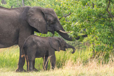 Mom and calf African Elephant Loxodonta browsing, Okavango Delta, Botswanaの写真素材