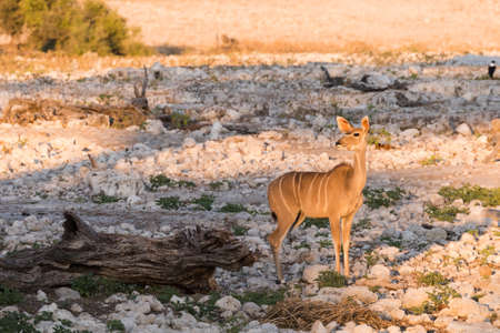 Single Female Greater Kudu Tragelaphus strepsiceros standing next to waterhole, Etosha National Park, Namibiaの写真素材