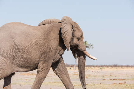 Large male elephant (Loxodonta africana) bull profile, Botswanaの写真素材