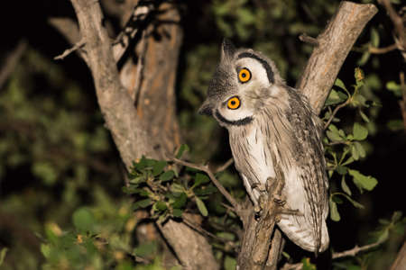 Souther white faced scops owl (Ptilopsis granti) at night, Botswanaの写真素材