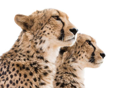 Portrait of two cheetahs against white background looking off cameraの写真素材