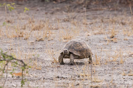 Leopard Tortoise (Stigmochelys pardalis) walking, Botswana, 2015の写真素材