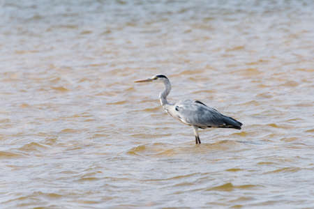Gray Heron (Ardea cinerea)  standing in river, Namibia, 2015の写真素材