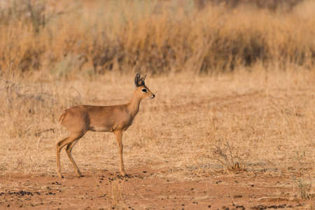 Male Steenbok (Raphicerus campestris) Profile, Namibiaの写真素材
