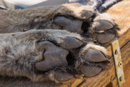 Closeup of Cheetah (acinonyx jubatus) foot, toes, claws and nails while sedated, Namibiaの写真素材