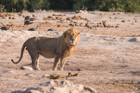 Single Male Lion (Panthera leo) at waterhole in the early morning, Botswana, 2015の写真素材