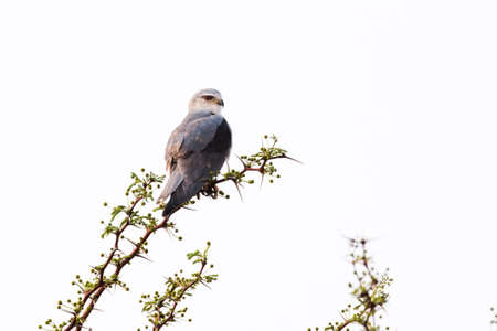 Black Shouldered Kite (Elanus caeruleus) perched on thorny branch against white background, Namibiaの写真素材