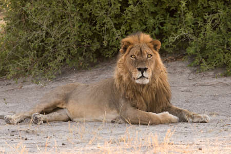 Single Male Lion (Panthera leo) at waterhole in the early morning, Botswana, 2015 at laying in shade making eye contact with camera in the early morning, Botswana, 2015の写真素材