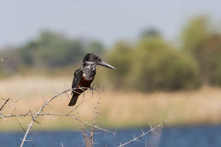 Giant Kingfisher (Megaceryle maxima) perched on thorny branch next to river, Namibia, 2015の写真素材