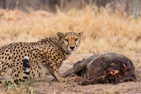 Cheetah (acinonyx jubatus) eating warthog (hacochoerus africanus) carcass, Namibiaの写真素材